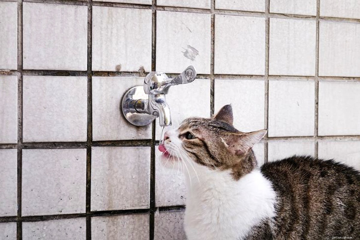 Hur man badar en katt (del 1):Hur man förbereder en katt för ett bad
