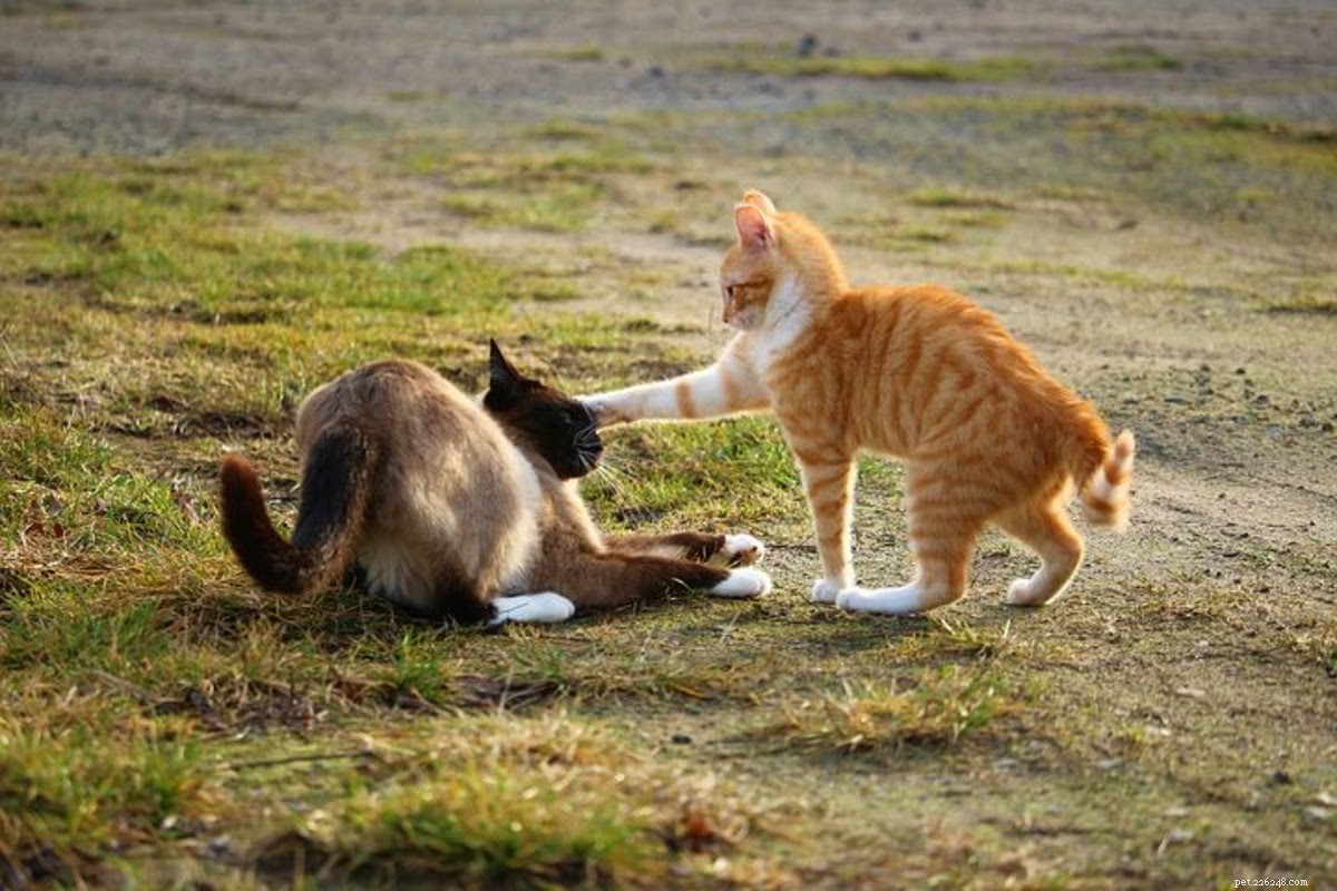 Wat te doen als uw kat wordt gebeten door een andere kat