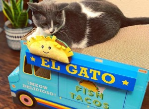 Jak připravit rybí tacos vhodná pro kočky