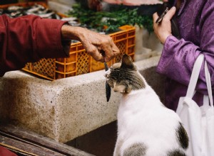 5 verfrissende zelfgemaakte kattensnoepjes die je deze zomer moet bereiden