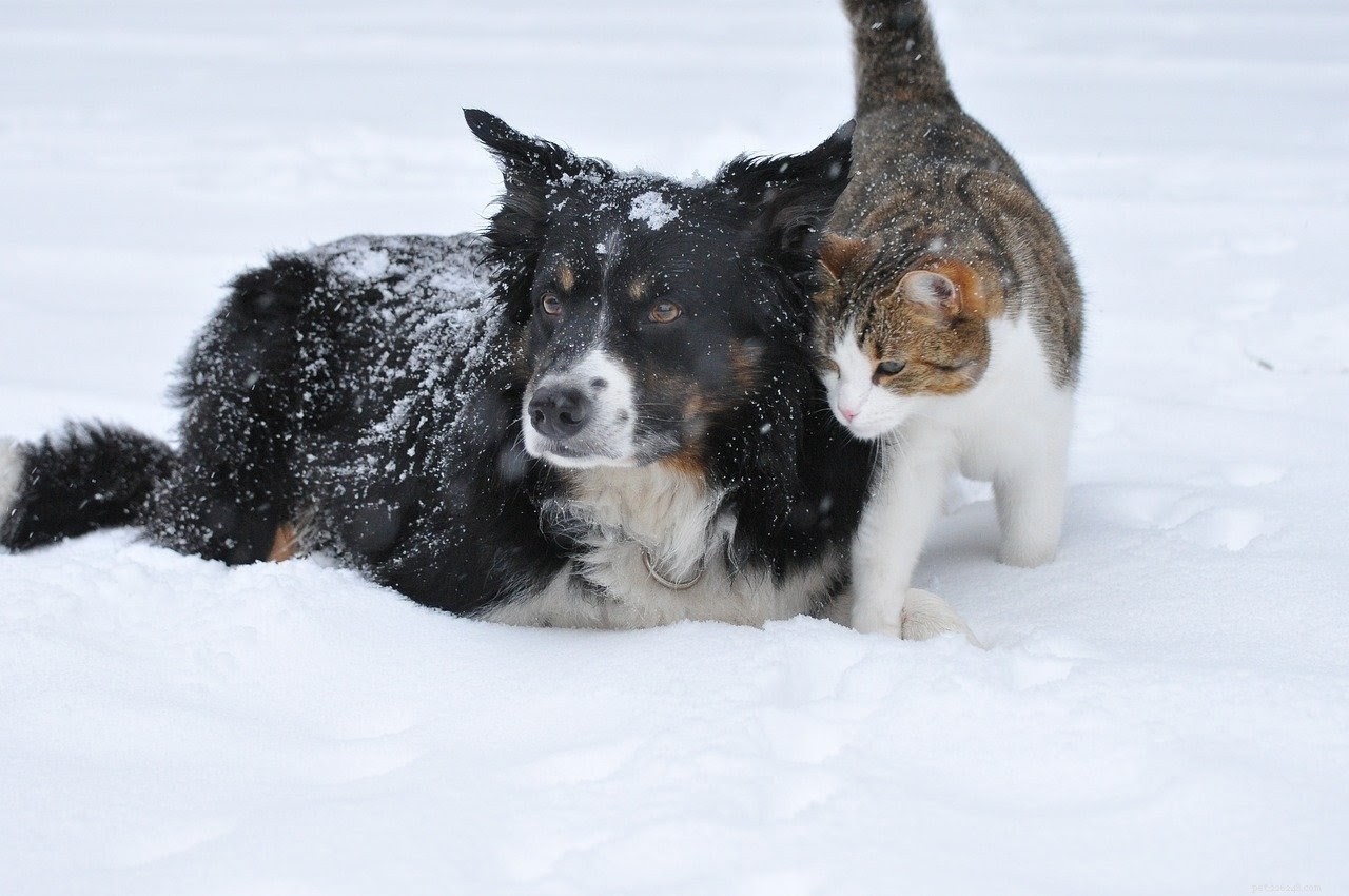 Seizoensgebonden depressie bij huisdieren:hebben ze het? (En hoe het te behandelen)