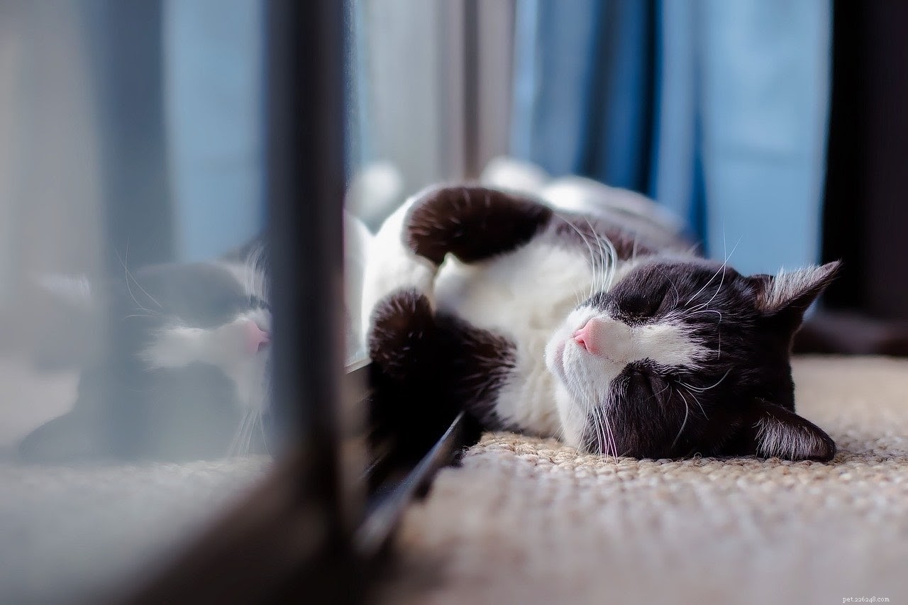 Sezónní deprese u domácích mazlíčků:Mají ji? (A jak to léčit)