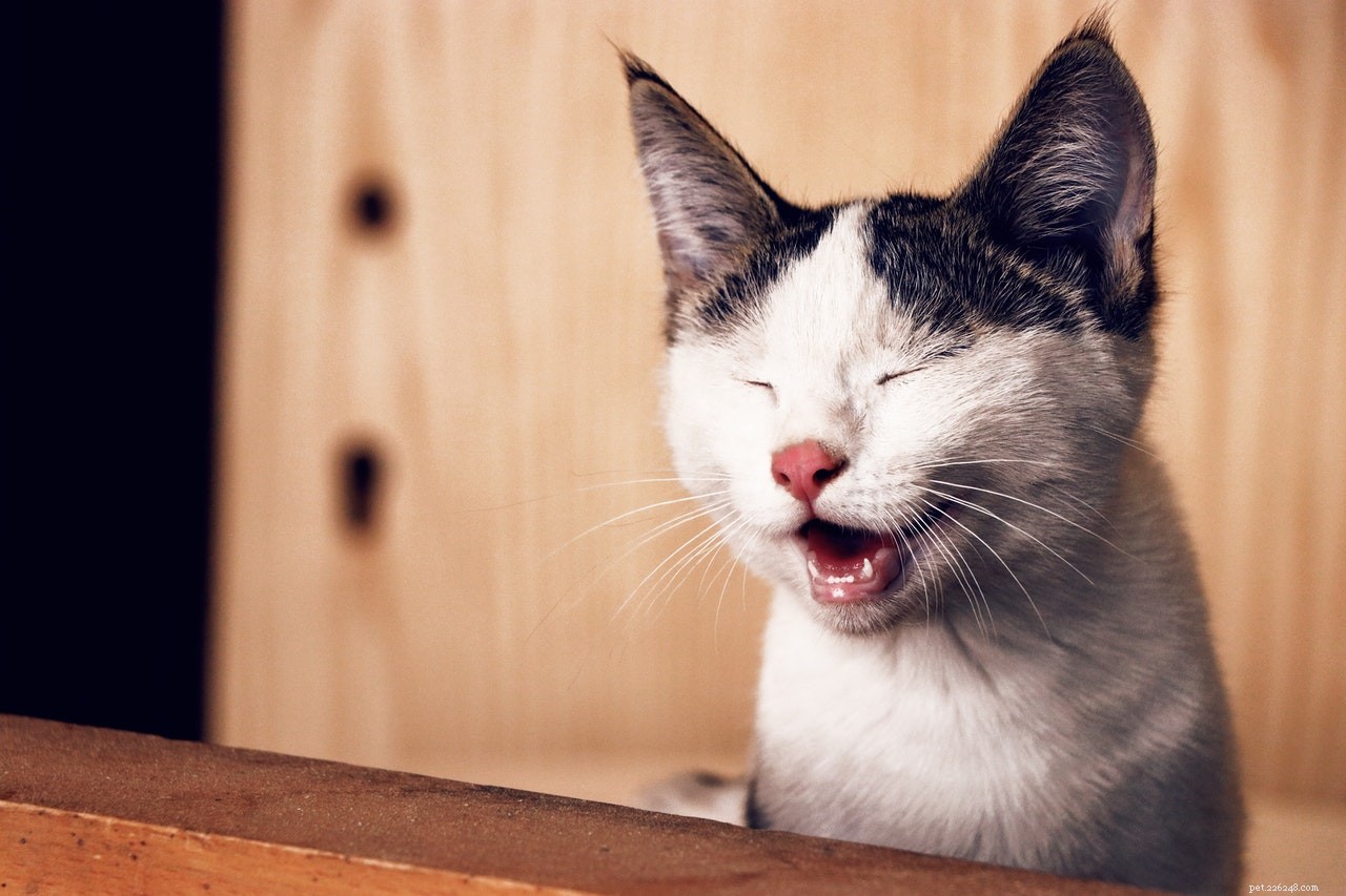 Os 7 melhores produtos para cuidados com animais de estimação para cada casa de dois gatos