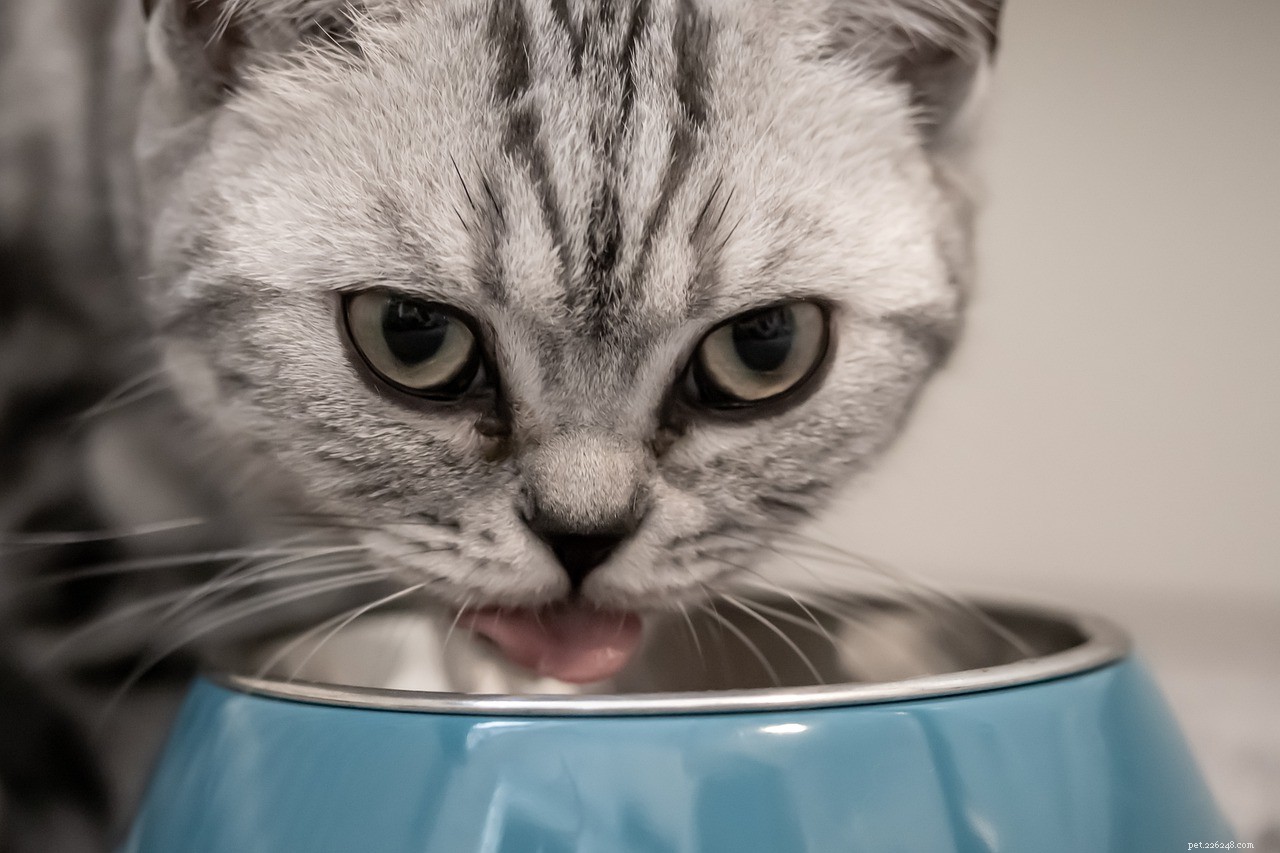 De 7 beste verzorgingsproducten voor huisdieren voor elk huis voor twee katten