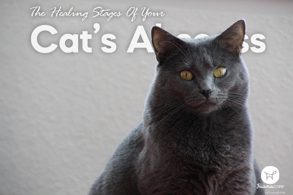 Jak budou vypadat fáze hojení abscesu vaší kočky [s fotografiemi]