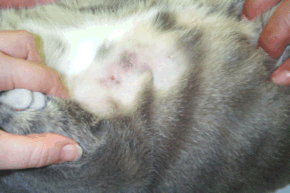 Voici à quoi ressembleront les étapes de guérison de l abcès de votre chat [avec photos]
