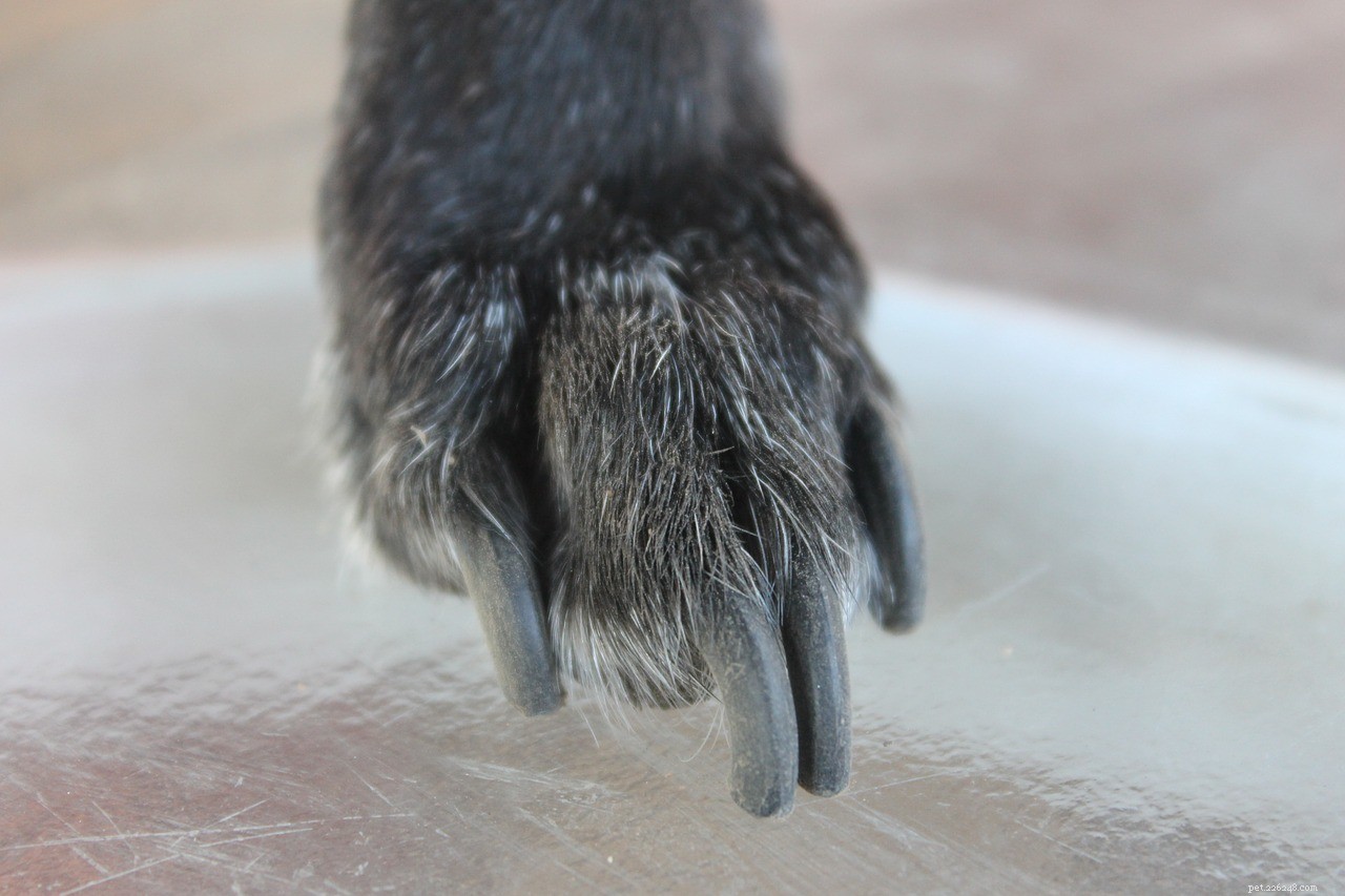 Comment soigner les fissures dans les pattes d un animal