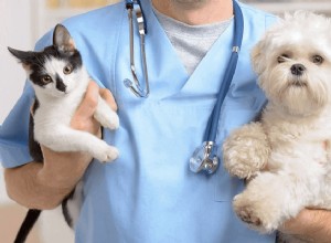 Guia para veterinários em Columbus, OH