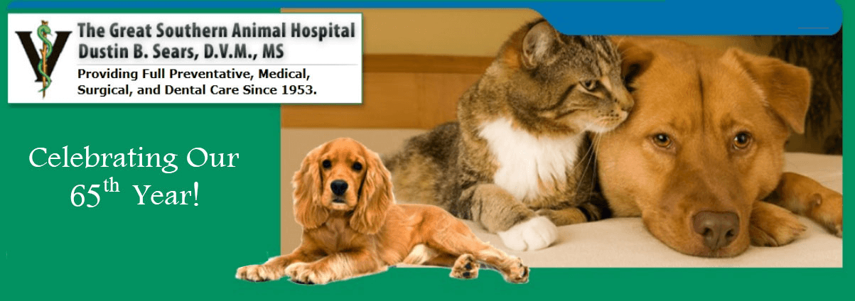 Guide till veterinärer i Columbus, OH