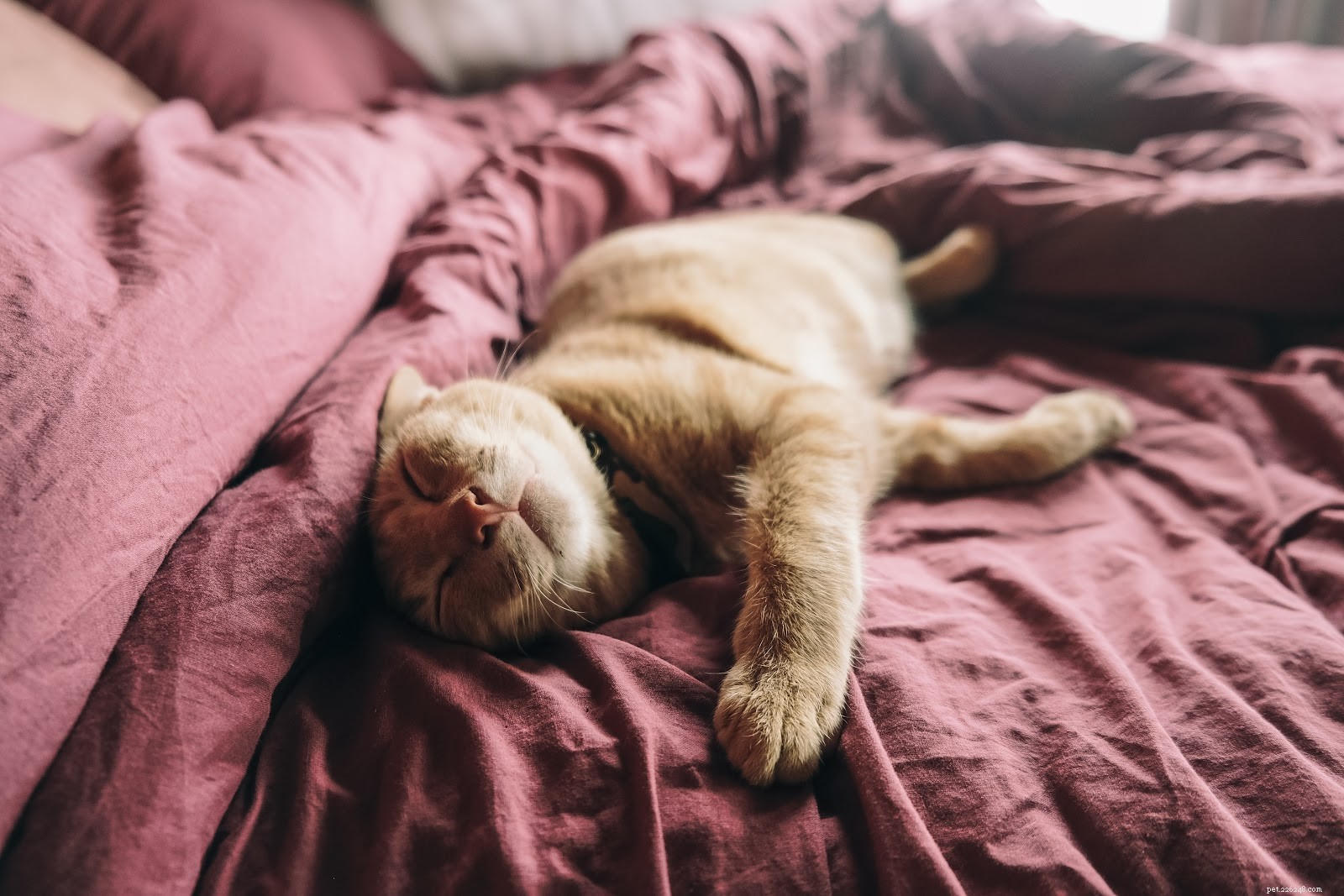 Dovresti lasciare che i tuoi animali domestici dormano nel tuo letto?