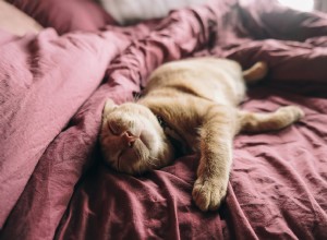 애완동물을 침대에서 재워야 합니까?