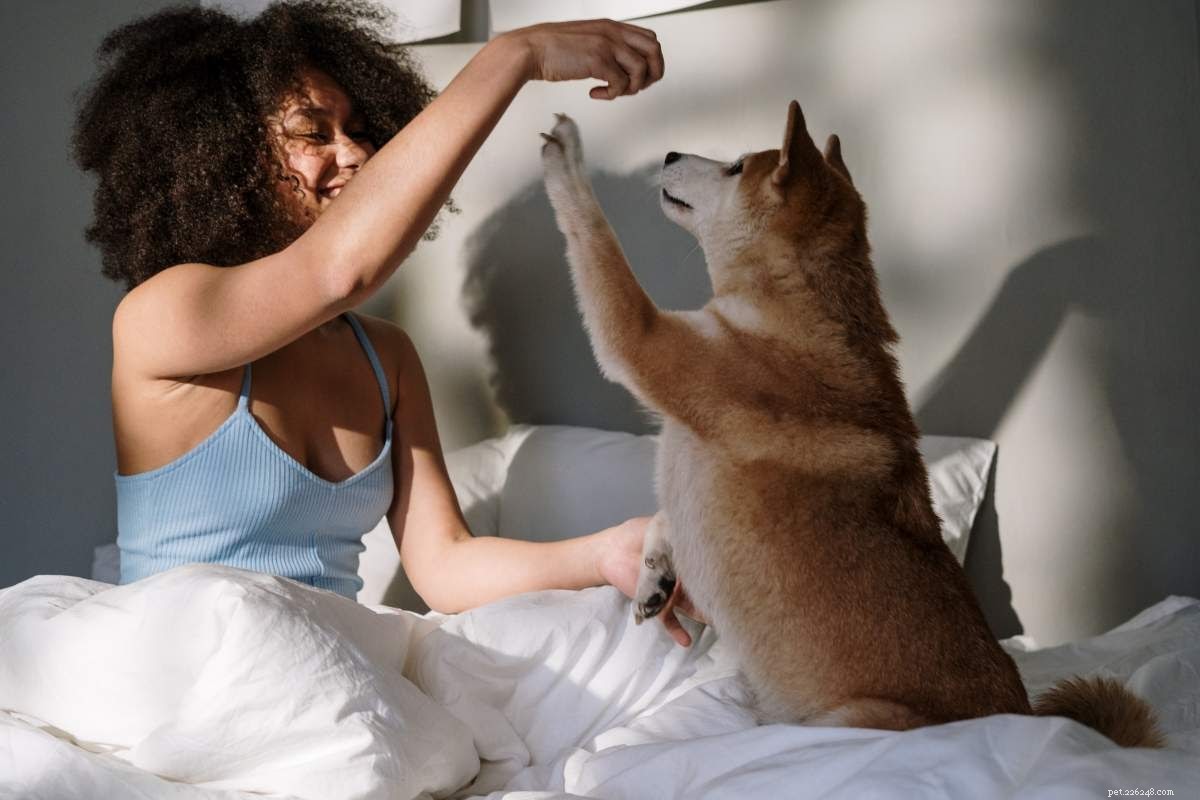 Você deve deixar seus animais de estimação dormirem na sua cama?