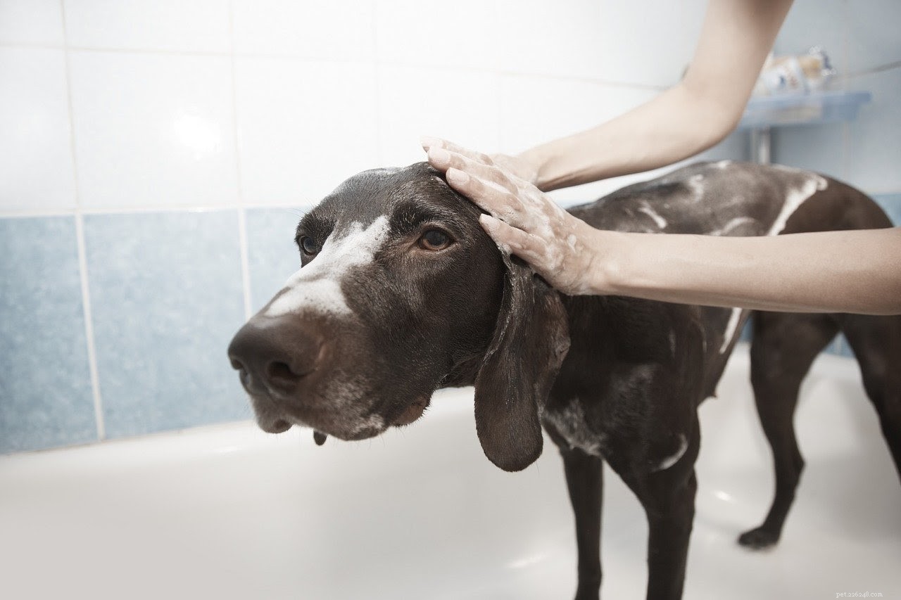 Vad orsakar håravfall hos din åldrande hund?