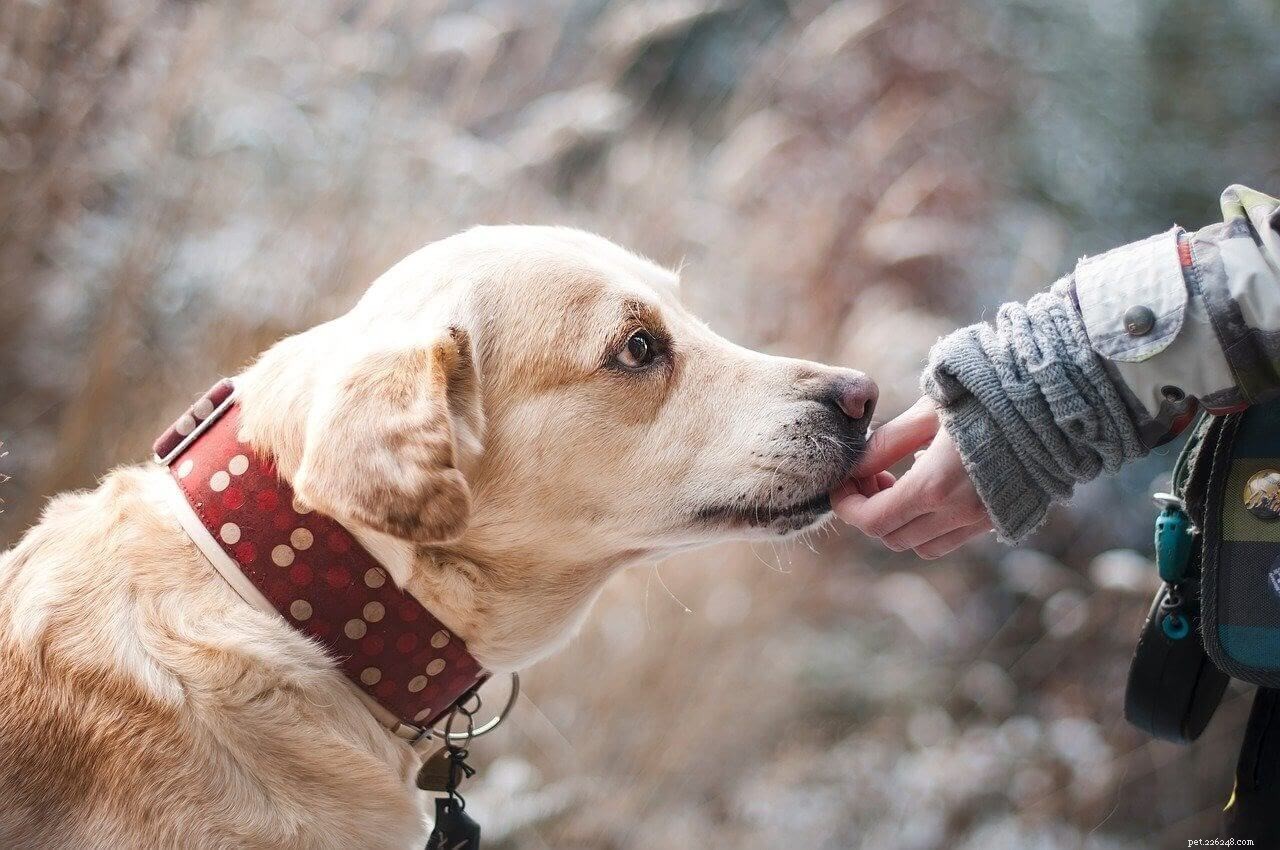 Melhores maneiras de aliviar a dor em cães
