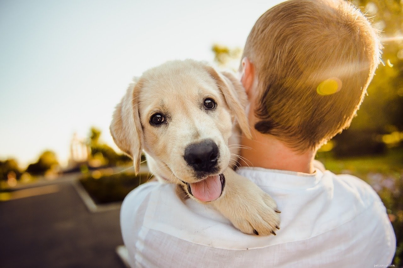 Melhores maneiras de aliviar a dor em cães