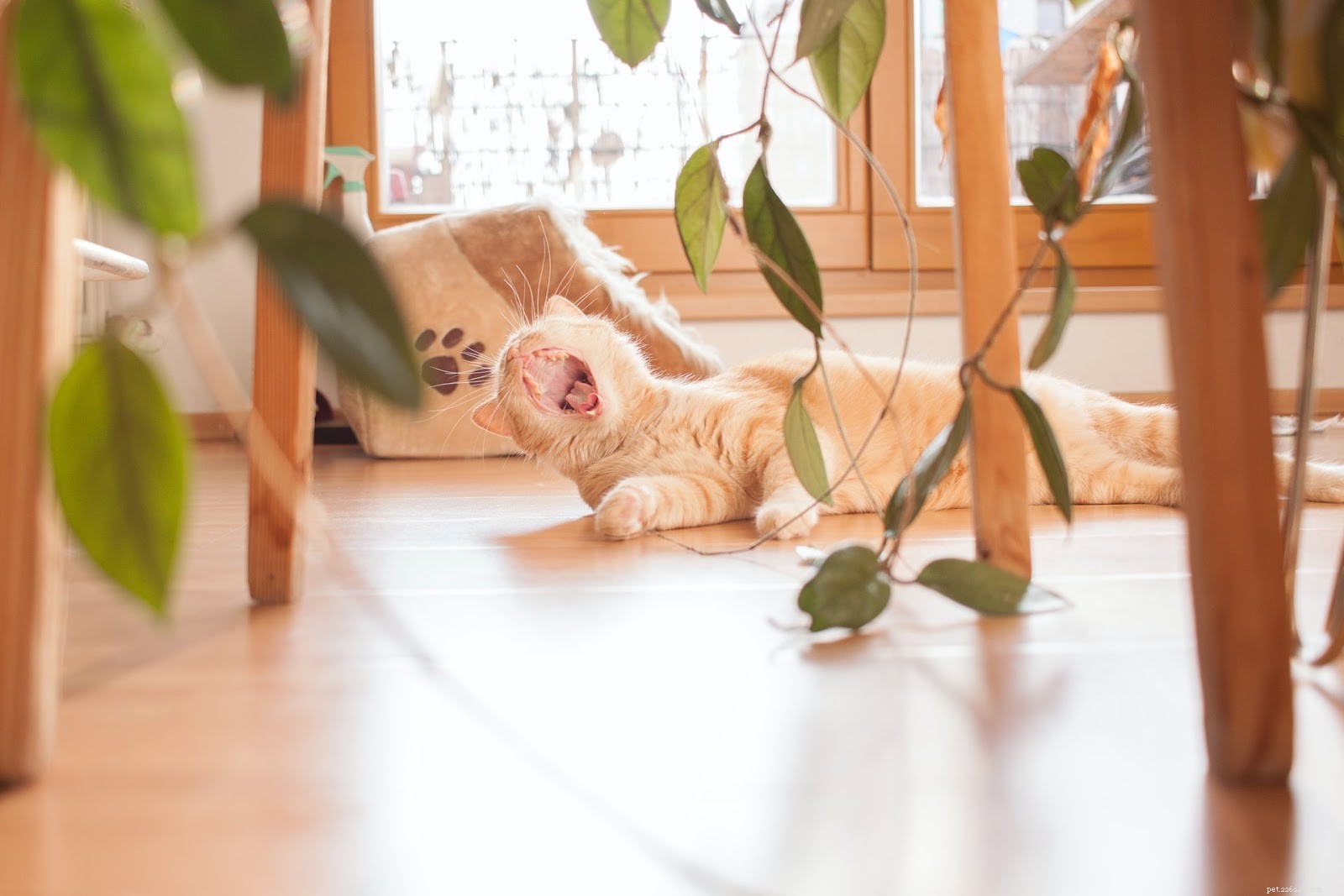 アパートで猫を飼う方法：都会の猫の飼い主のためのガイド 