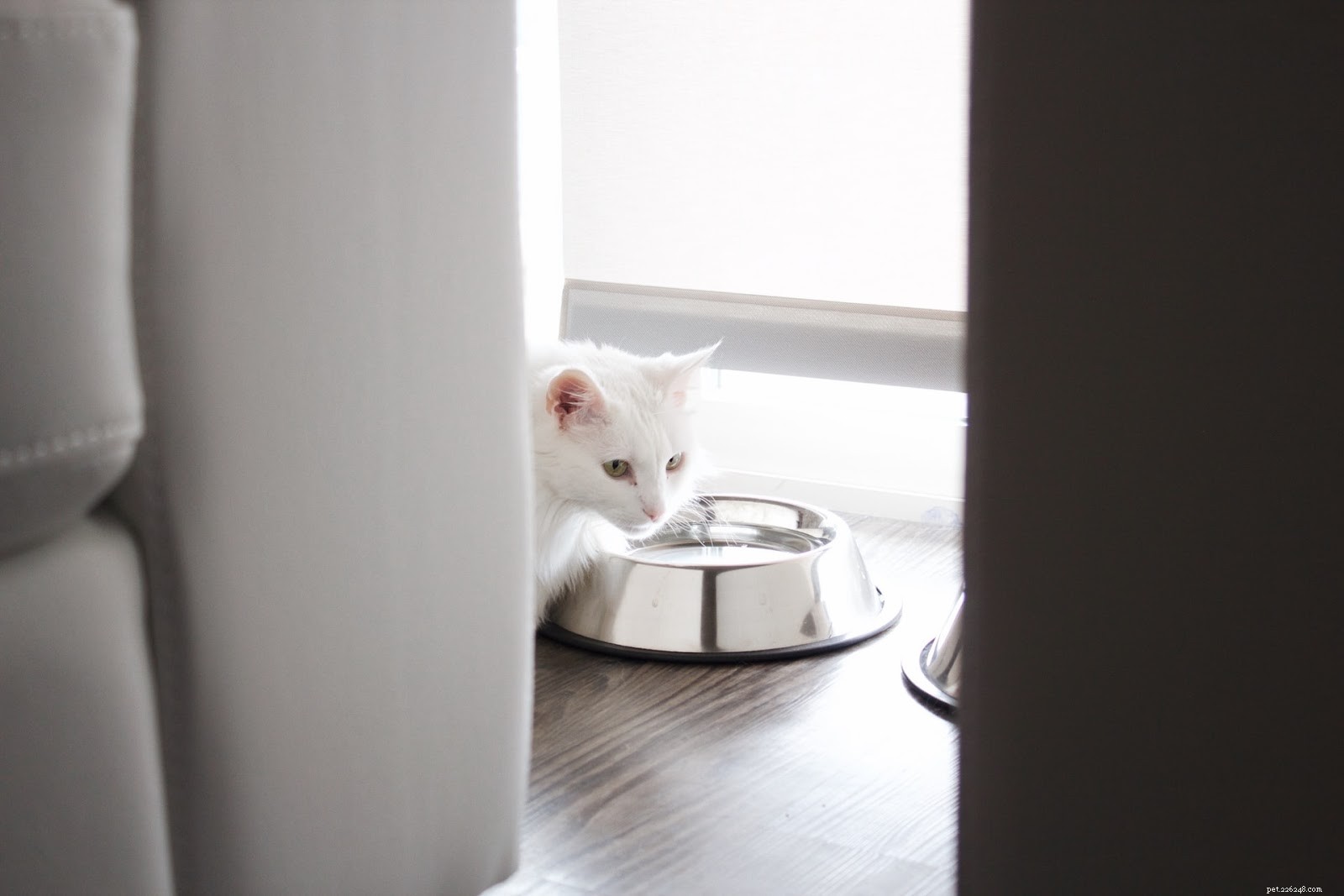 Hur man äger en katt i en lägenhet:En guide för urbana kattägare