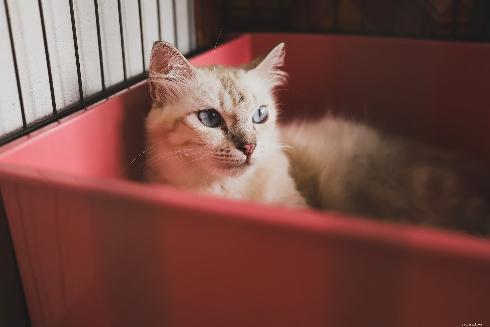 Como ter um gato em um apartamento:um guia para donos de gatos urbanos