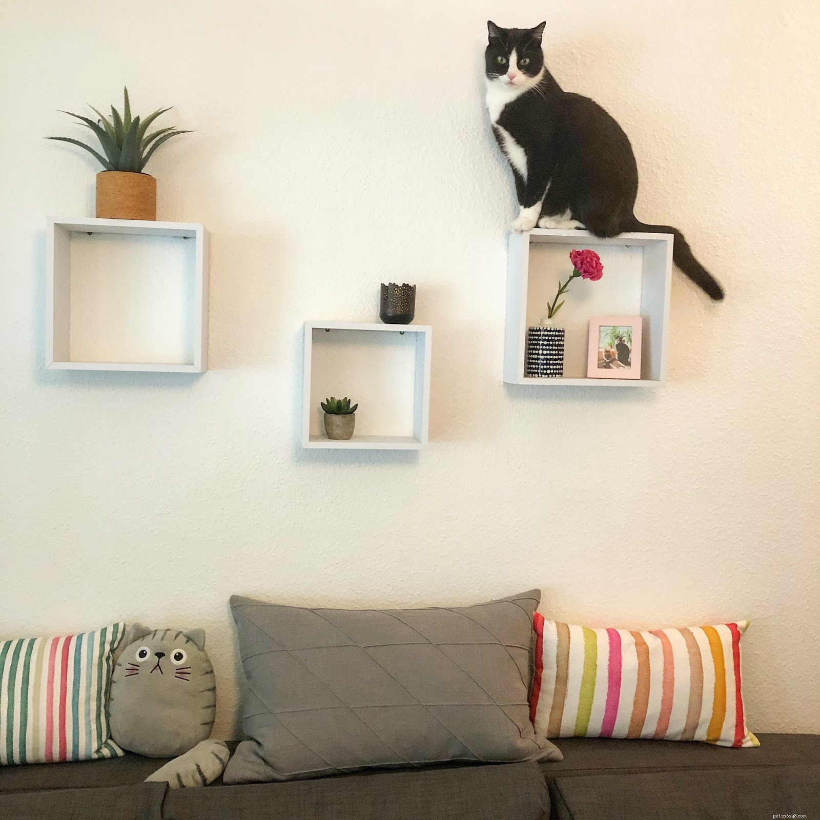 Come possedere un gatto in un appartamento:una guida per i proprietari di gatti urbani
