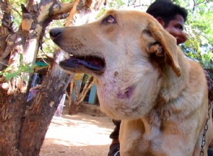 すべての飼い主が知っておくべき感染した犬の傷の症状 