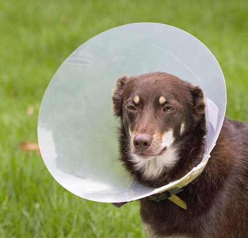Symptomen van een geïnfecteerde hondenwond die elke eigenaar zou moeten kennen