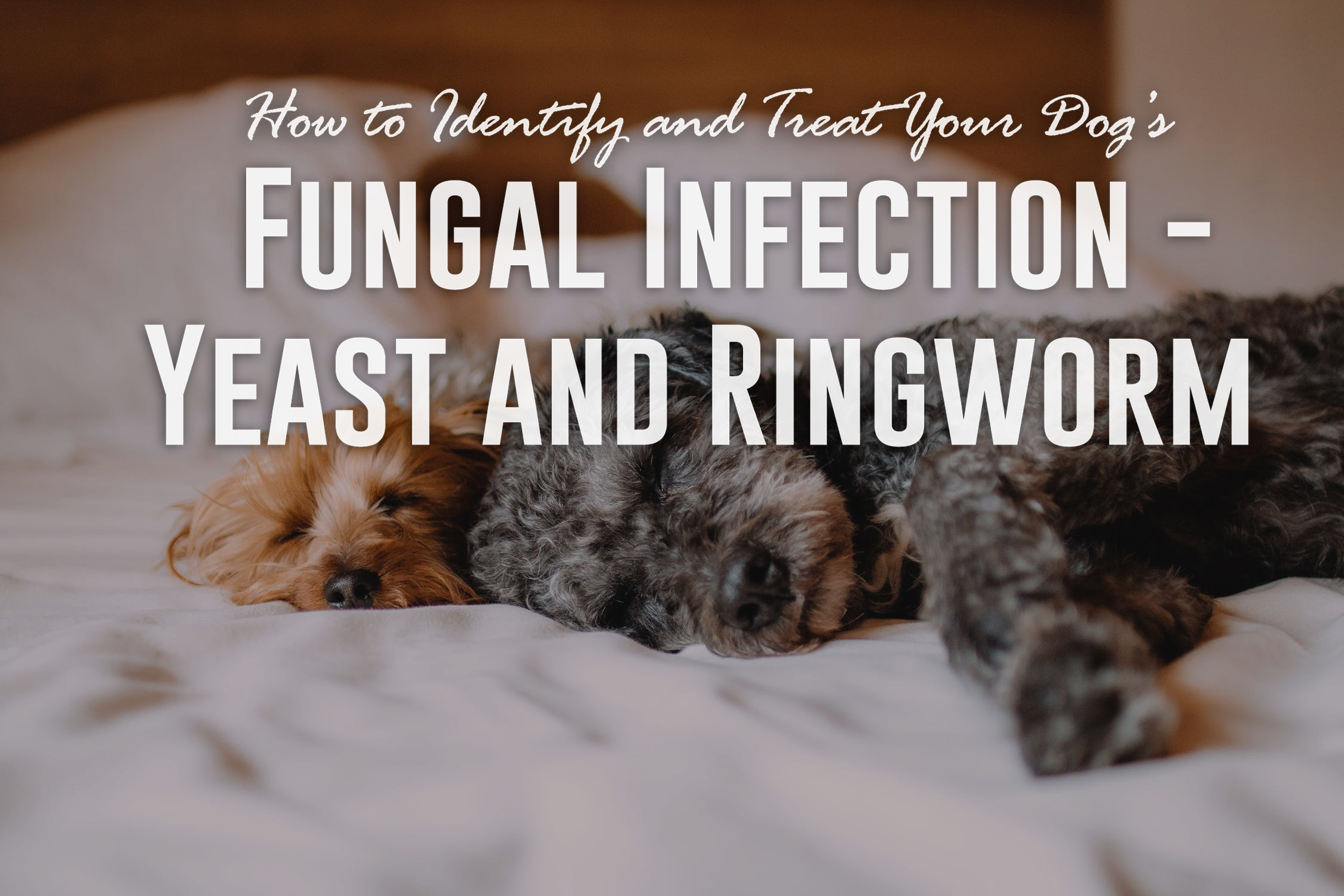 Como identificar e tratar a infecção fúngica do seu cão - levedura e micose