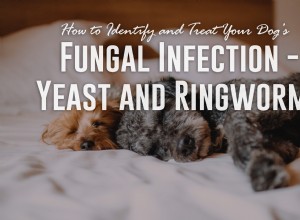 Как определить и вылечить грибковую инфекцию у вашей собаки - дрожжевой грибок и стригущий лишай