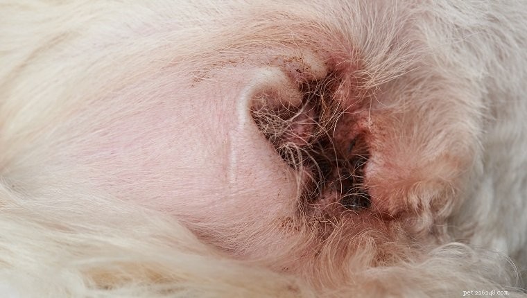 Hoe de schimmelinfectie van uw hond te identificeren en te behandelen - gist en ringworm