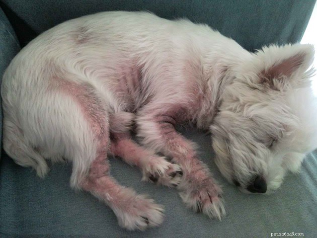 Hoe de schimmelinfectie van uw hond te identificeren en te behandelen - gist en ringworm