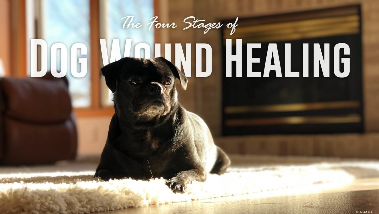犬の傷の治癒の4つの段階 