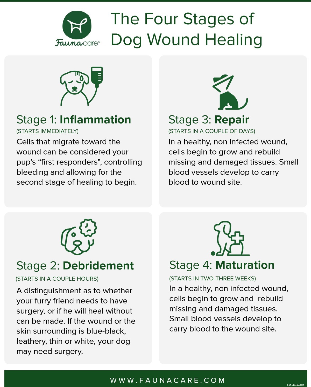 Čtyři fáze hojení psích ran