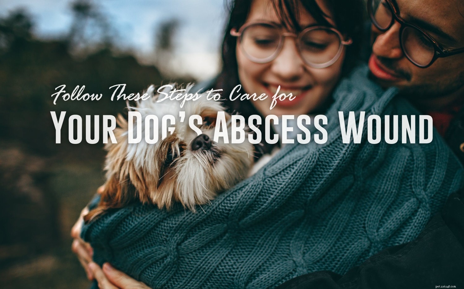 Следуйте этим шагам для лечения абсцесса у вашей собаки