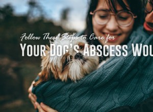 Při péči o ránu v abcesu svého psa postupujte podle těchto kroků