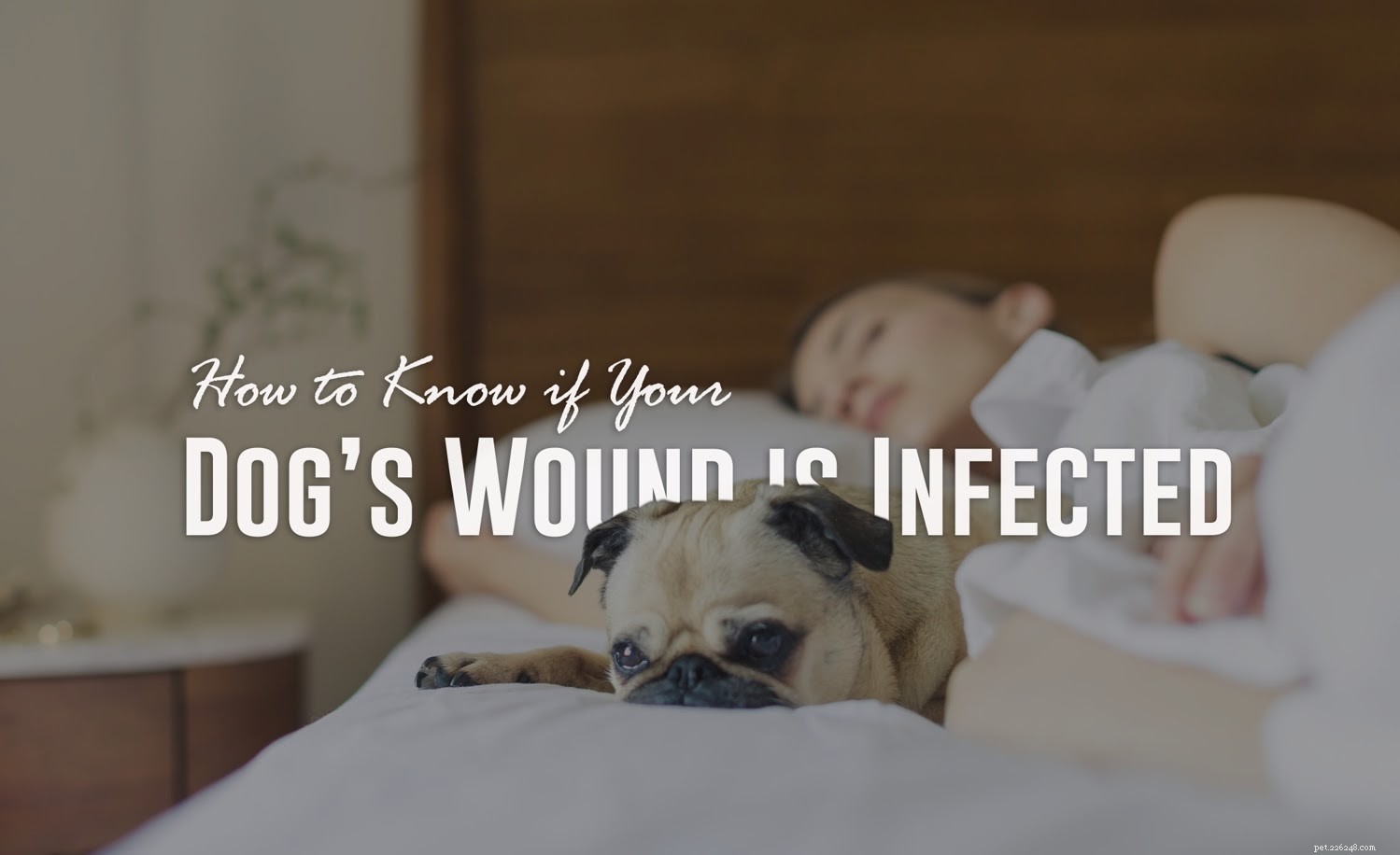 Hur du vet om din hunds sår är infekterat