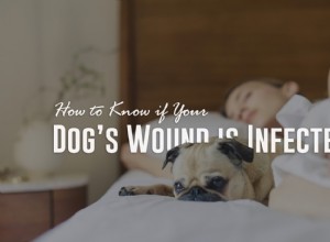Jak zjistit, zda je rána vašeho psa infikovaná
