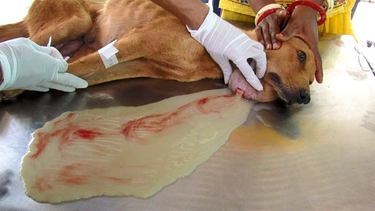 강아지의 상처가 감염되었는지 확인하는 방법