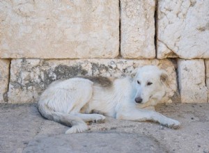 壊死組織とは何ですか？あなたの犬が壊死組織を持っているかどうかをどうやって知るのですか？ 