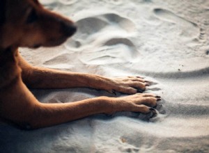 引き裂かれた爪で犬を治療する方法 