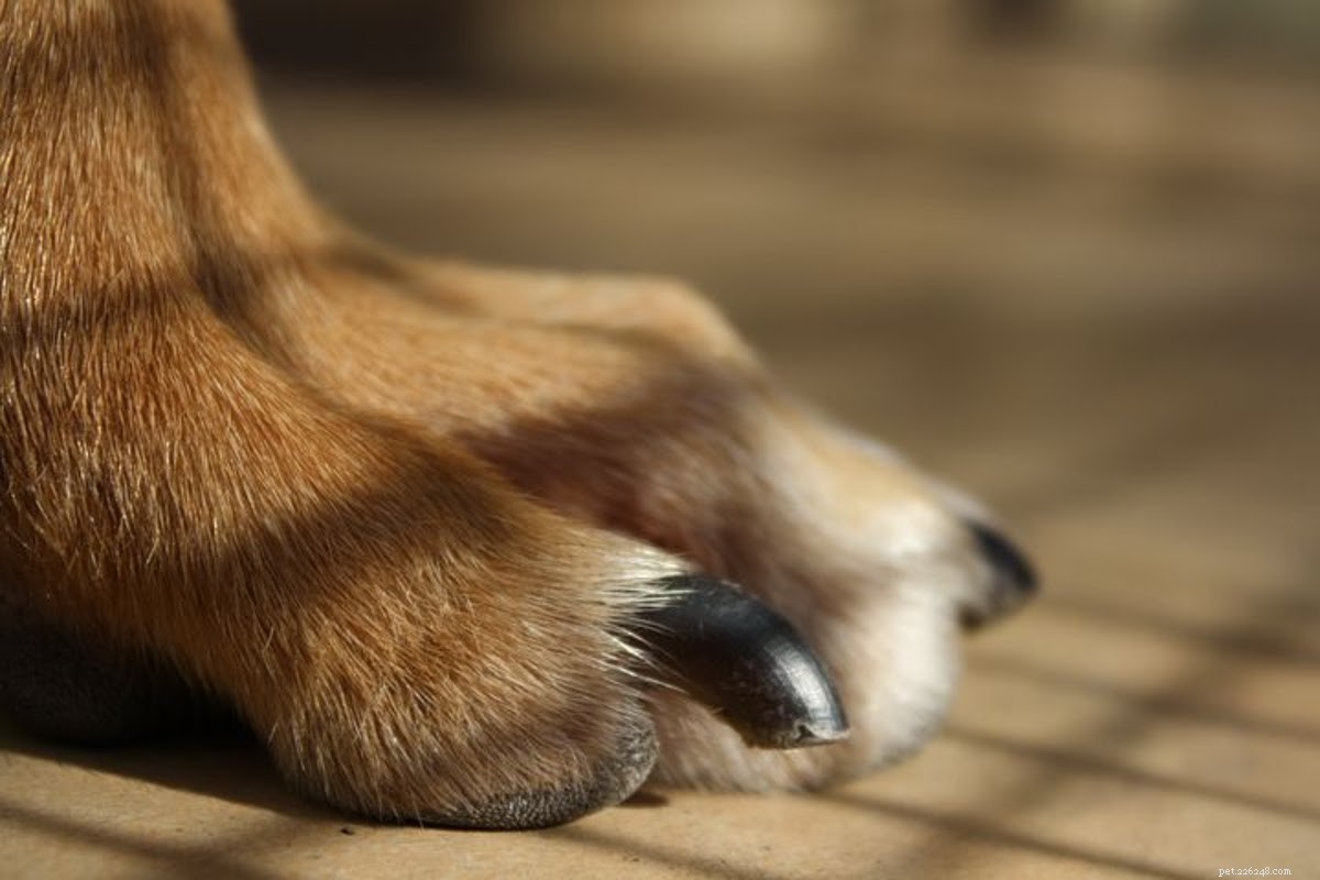 Comment traiter un chien avec un ongle déchiré