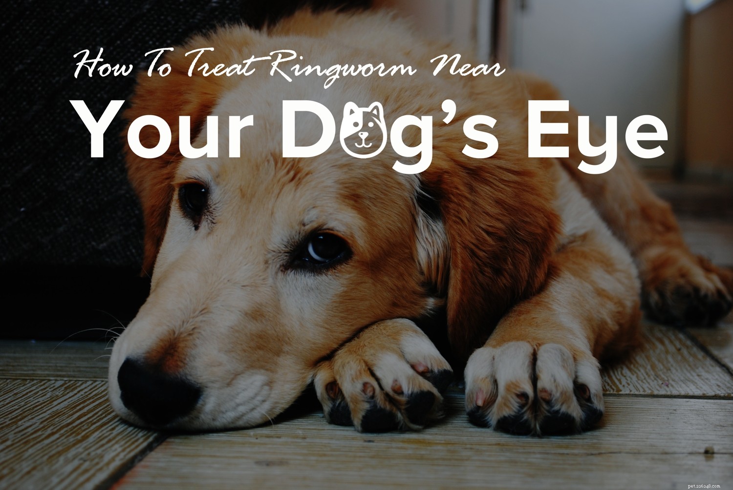 Comment traiter la teigne près de l œil de votre chien