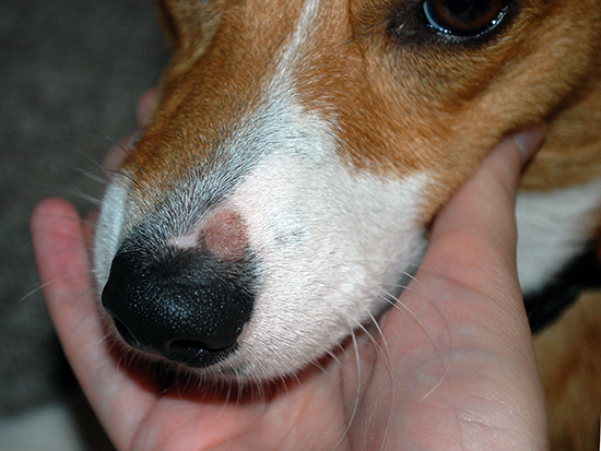 Hur man behandlar ringorm nära din hunds öga