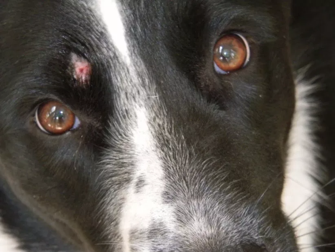 강아지 눈 주변의 백선을 치료하는 방법