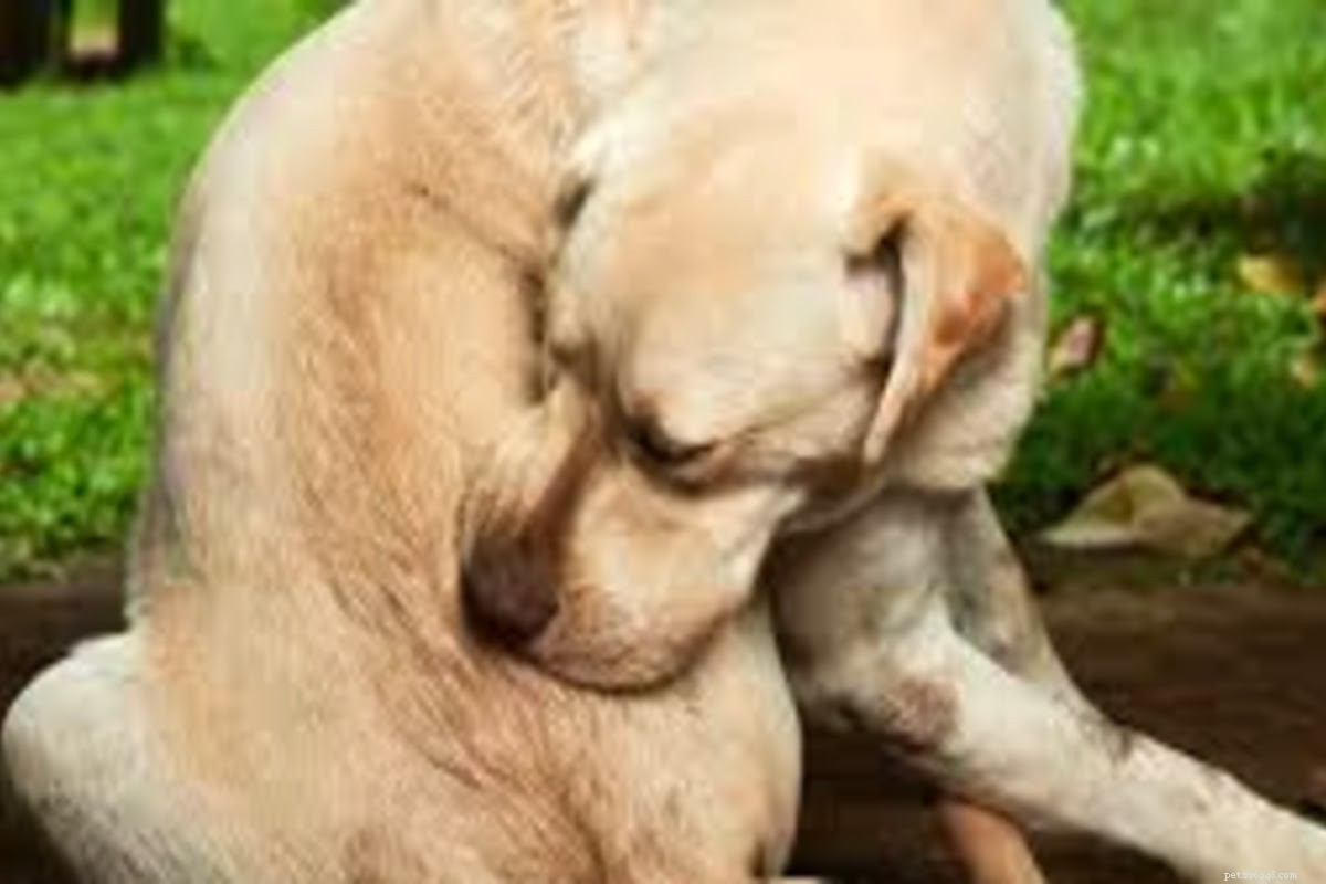 Vlooien- en tekenbeten bij honden behandelen