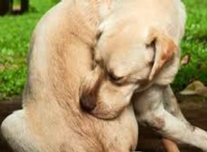 Jak léčit kousnutí blechami a klíšťaty u psů