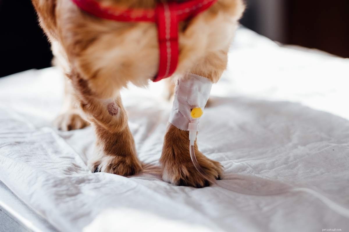 Hoe kunt u de vacht van uw huisdier helpen teruggroeien over een litteken of schram