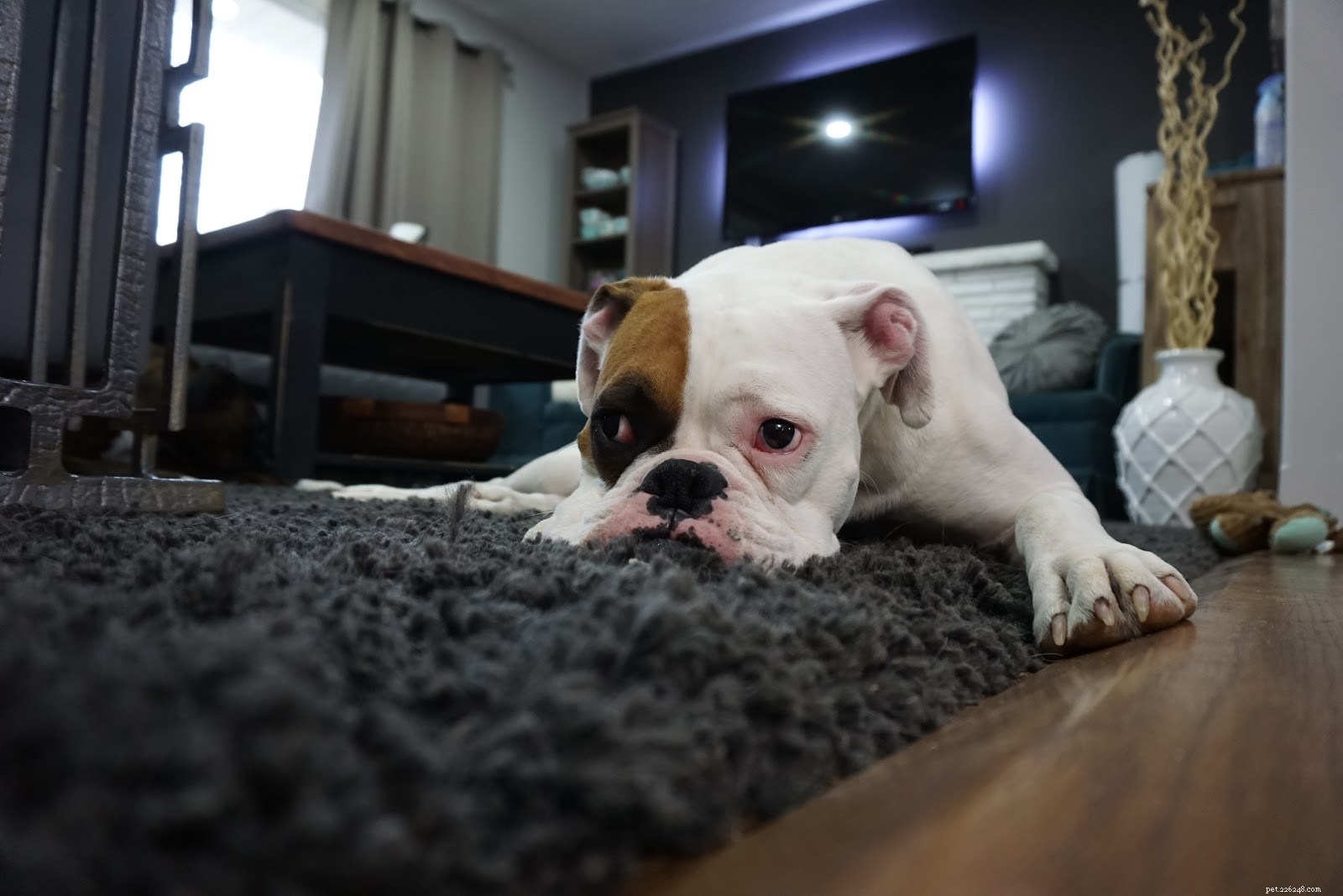 Tips för att framgångsrikt äga en hund i en lägenhet