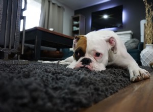 Tipy pro úspěšné vlastnictví psa v bytě