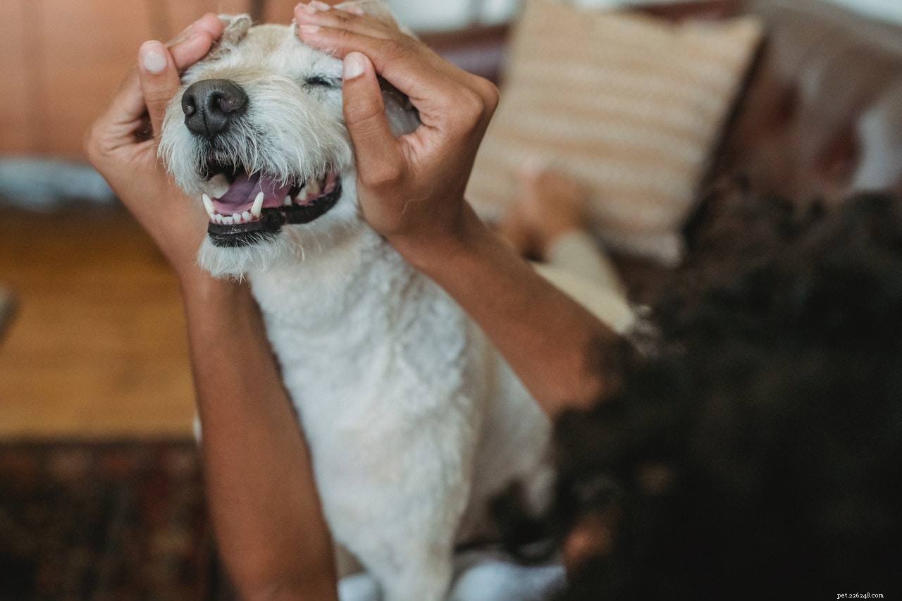 Пятна от собачьих слез:что это такое на самом деле и как их предотвратить
