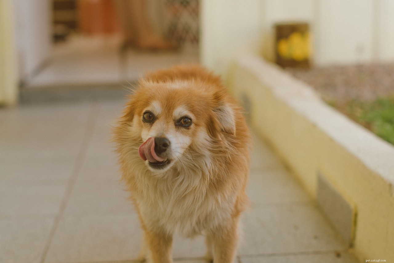 Traanvlekken bij honden:wat ze werkelijk zijn en hoe ze te voorkomen