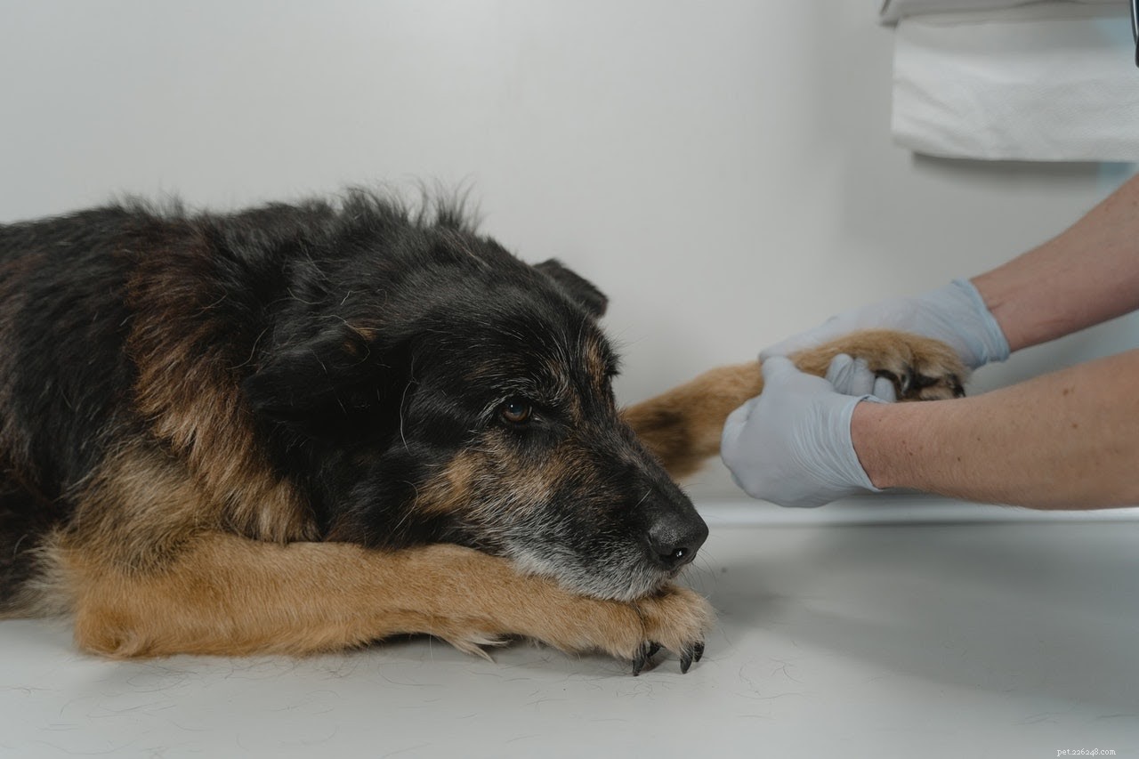 Il modo migliore per pulire una ferita di cane (con istruzioni)